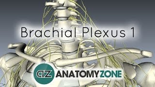 Brachial Plexus  Branches  3D Anatomy Tutorial [upl. by Eckart]