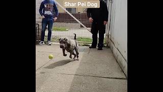 Shar Pei Dog Energy dog shorts youtubeshorts [upl. by Akenet]