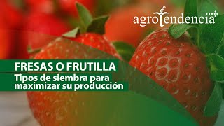 DE FRESAS PARA FRESAS  MERCADITO quotFRESAquot EN SAN PEDRO NL MEXICO [upl. by Uwkuhceki]