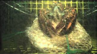 Lobster Escaping Trap [upl. by Childs]