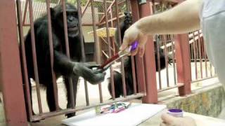 Chimpanzee Paint Party at Primarily primates [upl. by Aitnom]