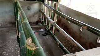 DIY AFFORDABLE BAMBOO FARROWING PEN 002  KABUKID joe vlog [upl. by Aisercal]