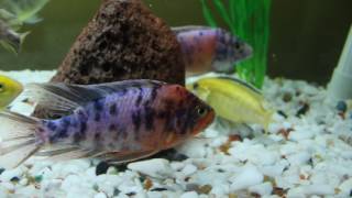 African Cichlid Fish Tank Aquarium Part 3 closeup [upl. by Ilahsiav]