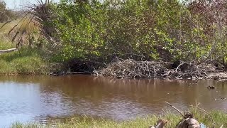 Sanibels freshwater ecosystems have turned salty [upl. by Walls]