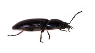 How Click Beetles Jump [upl. by Kirtley]