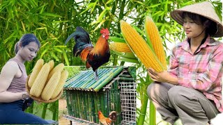 Harvesting bamboo shoots harvesting corn to sell at the market [upl. by Oiramaj]