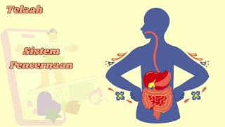 Materi Kelas 6 SD Sistem Pencernaan [upl. by Samid]