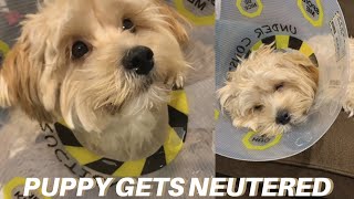 PUPPY NEUTERED what to expect neuter aftercare vlog [upl. by Mackenie]