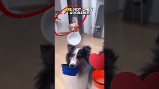 Dogs Bring Their Bowls for Pizza 😍🍕 The Smartest Dogs in the World shorts [upl. by Roderigo791]