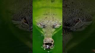 Gharial  The Bizarre Looking Crocodile shorts animals [upl. by Ellswerth]