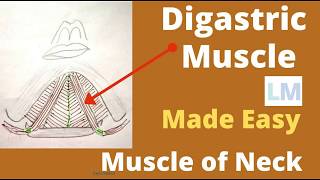 Digastric muscle  Origin  insertion  Nerve supply and actions  digastric muscle anatomy [upl. by Sanbo73]