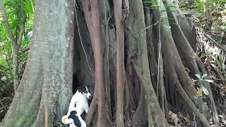 MARIO SIGIENDO UNA GUATUSA EN EL BOSQUE LA CUSUQUITA [upl. by Artcele]