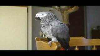 RUBY THE TALKING PARROT WITH SUBTITILES PART 1 [upl. by Stortz]