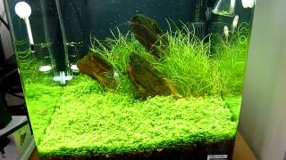 Nano planted tank with celestial pearl daniogalaxy rasboras [upl. by Adyeren]