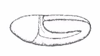 Drosophila Gastrulation Sketch [upl. by Mazlack799]