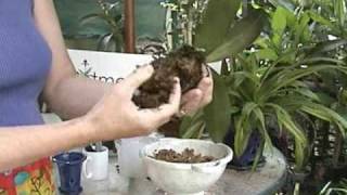 Phalaenopsis Repotting  Orchid Care  From rePotmecom [upl. by Kissel658]