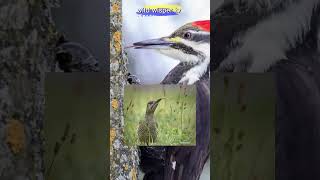 Woodpecker The Amazing Bird viral shortswoodpecker birds [upl. by Ariday]