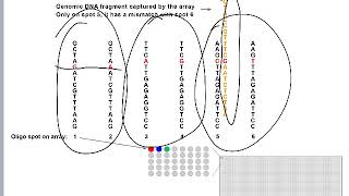 SNP Arrays [upl. by Gintz]