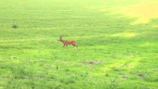 chasse du chevreuil a lappeau [upl. by Letsou]