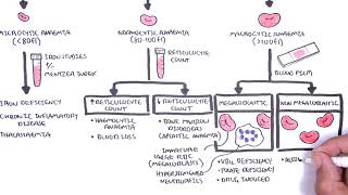 Anaemia anemia  classification microcytic normocytic and macrocytic and pathophysiology [upl. by Aiket]