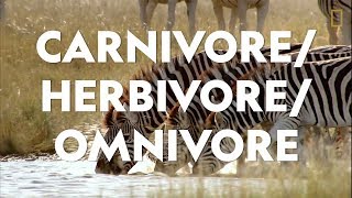 Definitions in the Field CarnivoreHerbivoreOmnivore [upl. by Nanda833]