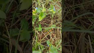 Commelina benghalensisnature grass krishna grass bengali [upl. by Yelah]