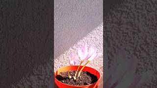 Autumn Crocus Timelapse timelapse plant progress [upl. by Greenwell750]