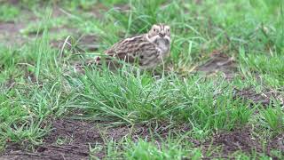 Lapland Bunting  Staines Res [upl. by Gunning288]