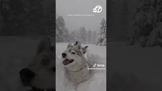 Huskies play in deep snow as blizzard strikes Tahoe [upl. by Steve590]