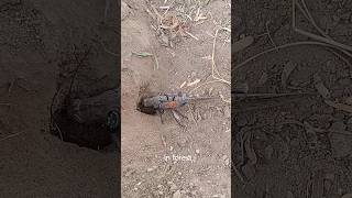 The Ultimate Wasp vs Grasshopper Showdown The Ultimate Wasp vs Grasshopper Showdown [upl. by Oelc187]