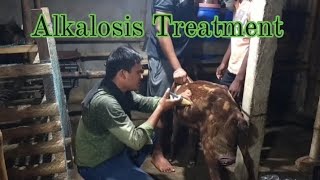 Alkalosis Treatment in Goat [upl. by Sul]