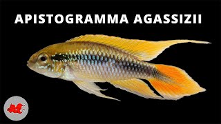 Apistogramma agassizii ✔ [upl. by Filmore240]