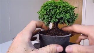 How To Make a Bonsai Tree From a Nursery Stock Tsukumo [upl. by Yendroc]