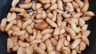 Palm Weevil Larvae Rhynchophorus ferrugineus [upl. by Aruat]