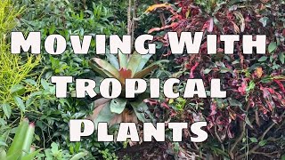 Bromeliad Series Pt 3 How to Mount Bromeliads to Trees Moving with Plants [upl. by Delaine]