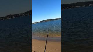 Brisbane Waters Beach Fishing NSW  Australian Salmon Light Gear fishing australia nsw beach [upl. by Cowles]