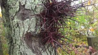 Honey Locust Tree aka Thorny Locust [upl. by Ruthie]