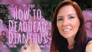 How to Deadhead Dianthus ✂️🌸💀 Detailed Video Tutorial • Growing Home Gardening [upl. by Herwin]