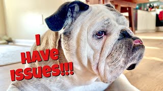 Reuben the Bulldog 5 Vet Visit Concerns [upl. by Eirrac]