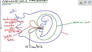 Extraembryonic Membranes [upl. by Torin]