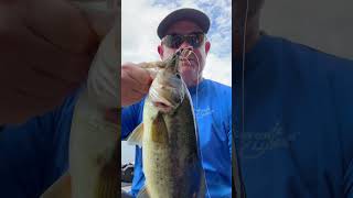 Beast Coast Open Water Sniper Largemouth shorts largemouthbass shortsyoutube jigfishing fishing [upl. by Mccready]