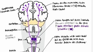 Neuroanatomie  Extrapyramidales System Absteigende Bahnen Tractus Pontoreticulospinalis [upl. by Kcuhc]