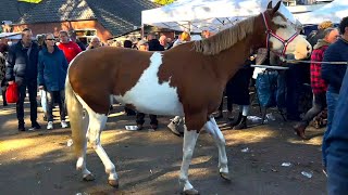 Pferdemarkt ZUIDLAREN Paardenmarkt in Holland NL 17102023 Teil 2 [upl. by Ibby833]