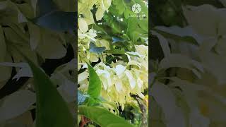 White Mussaenda Plant garden plants nature white [upl. by Tolmach]