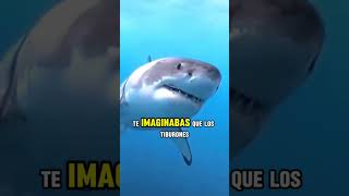 🦈El extraño secreto de los tiburones ¡Se hieren a sí mismos🦈 tiburon tiburones shark sharks [upl. by Nnaesor619]