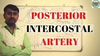 Posterior Intercostal Artery [upl. by Tarkany]