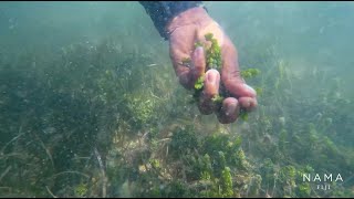 Nama Fiji  Sustainable Nama Harvesting [upl. by Katonah]