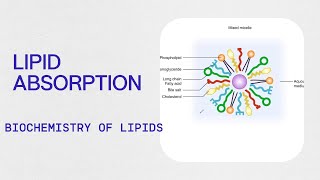 Biochemistry  Lipid Absorption [upl. by Hills857]