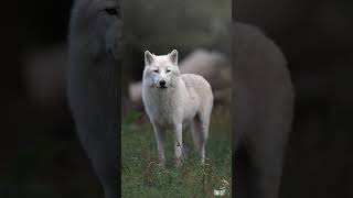 Loup Arctique mâle de 1 an wolf cinematic reels roamtheplanet birds fly bayern [upl. by Petie]