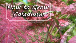 Caladium Care  PlantingGrowingStoring Bulbs [upl. by Gilbertina]